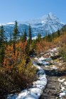 Follaje otoñal y sendero de montaña Whitehorn nevado en Columbia Británica, Canadá - foto de stock