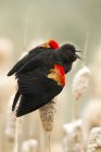 Red-winged blackbird perched and calling on cattails in marsh. — Stock Photo