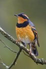 Varied thrush perched on tree branch, close-up — Stock Photo