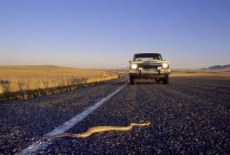 Prairie cascavel que cruza a estrada na frente do veículo, sul de Alberta, Canadá — Fotografia de Stock
