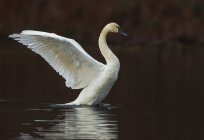 Tundra swan flapping wings in water — Stock Photo