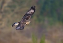 Rough-legged hawk flying in meadow — Stock Photo