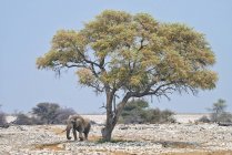 Éléphant d'Afrique marchant sous un arbre dans le parc national d'Etosha, Namibie, Afrique australe — Photo de stock
