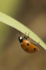 Ladybug on blade-like leaf, close-up — Stock Photo
