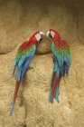 Red-and-green macaws perched and feeding on clay in Amazonian Peru, South America. — Stock Photo