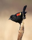 Pájaro negro de alas rojas posado en el cattail en el pantano . - foto de stock