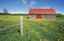 Grange à toit rouge et pissenlits dans les terres agricoles de la péninsule gaspésienne, Québec, Canada . — Photo de stock