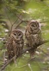 Mexican spotted owls perching on tree branch in woods. — Stock Photo