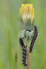 Крупним планом гусениці плачуть на квітка кульбаби — стокове фото