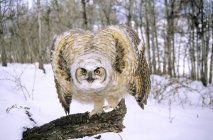 Threatening great horned owl perching on tree in forest of Southern Alberta, Canada — Stock Photo