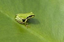 Close-up of green Pacific tree frog sitting on plant leaf. — Stock Photo
