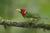 Uccello barbetto dalla testa rossa esotico appollaiato su un ramo in Ecuador
. — Foto stock