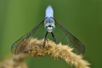 Blue dasher dragonfly sitting on plant twig, close-up. — Stock Photo