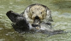 Sea otter swimming in water, close-up — Stock Photo