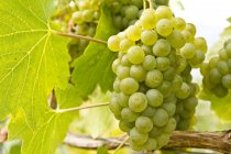 Raisins mûrs de Chardonnay poussant dans le vignoble, gros plan . — Photo de stock