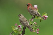 Male and female house finches on plum blossoming branch — Stock Photo