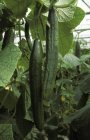 Pepinos ingleses largos creciendo en invernadero . - foto de stock