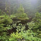Antiguo pantano en el bosque de Caren Rango de Columbia Británica, Canadá
. - foto de stock