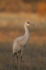 Sandhill crane standing in autumnal march meadow in New Mexico, USA — Stock Photo