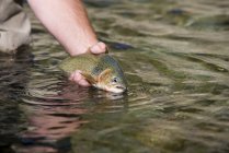 Fly-fisher releasing cutthroat trout in water, close-up — Stock Photo