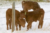 Red angus calves behind fence at snowy ranch in Alberta, Canada. — Stock Photo