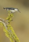White-breasted nuthatch on mossy branch in forest. — Stock Photo