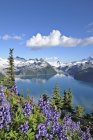 Lupinen wachsen mit Blick auf den Garibaldi-See im Garibaldi-Provinzpark, Britisch Columbia, Kanada — Stockfoto