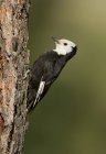 Pica-pau de cabeça branca empoleirado no tronco da árvore, close-up . — Fotografia de Stock