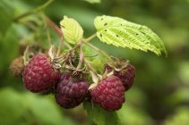 Cultivated raspberries on green bush, close-up — Stock Photo