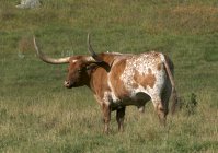 Toro de cuerno largo con cuernos grandes en campo herboso cerca del Parque Estatal Custer, Dakota del Sur, América del Norte . - foto de stock