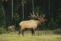 Male elk bugling while cow elk grazing in forest in Alberta, Canada. — Stock Photo