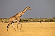 Girafa caminhando em pastagens, Central Kalahari Game Reserve, Botsuana, África — Fotografia de Stock