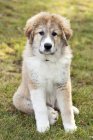 Great Pyrenees puppy sitting on grass outdoors. — Stock Photo