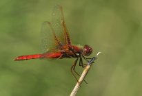 Cardinal meadowhawk dragonfly sitting on plant outdoors. — Stock Photo