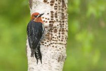 Красногрудый сапожник, сидящий на стволе дерева . — стоковое фото
