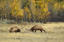 Elk deer fighting in forest of Waterton Lakes National Park, Canada. — Stock Photo