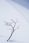 Arbuste dans la neige près du chemin Maligne Lake, parc national Jasper, Alberta, Canada — Photo de stock