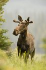 Young moose in forest of Rocky Mountains, Alberta, Canada — Stock Photo