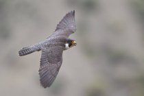 Falco pellegrino grigio che vola con le ali spiegate a mezz'aria . — Foto stock
