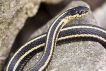 Close-up of red-sided garter snake by den in Winnipeg, Manitoba, Canada — Stock Photo