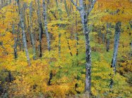 Autumnal foliage of forest along Miramichi River in New Brunswick, Canada — Stock Photo