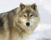 Lobo cinzento em pé na neve, close-up — Fotografia de Stock