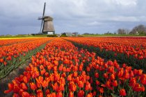 Molino de viento y campo de tulipanes cerca de Obdam, Holanda del Norte, Países Bajos - foto de stock