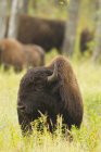 Дерев'яних випасу на траві в Національний парк острова лося, Альберта, Канада bisons — стокове фото