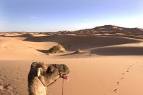 Chameau domestique dans les dunes désertiques du Sahara au Maroc — Photo de stock