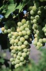 Raisins blancs de l'Okanagan dans le vignoble, gros plan . — Photo de stock