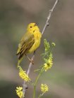 Yellow warbler songbird singing from wild flowers in field. — Stock Photo
