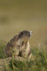 Olympic marmot sitting in meadow by burrow in Washington, USA — Stock Photo