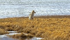 Caccia al coyote sulla riva del Waterton Lakes National Park, Alberta, Canada . — Foto stock