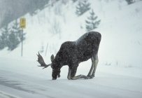Male moose kneeling and licking salt from winter road in Algonquin Provincial Park, Ontario, Canada — Stock Photo